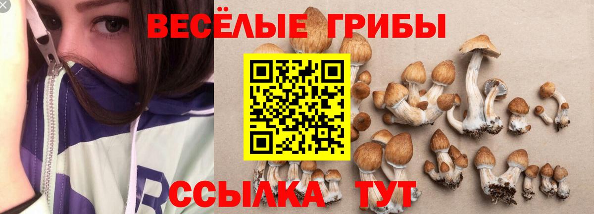Псилоцибиновые грибы Cubensis Сертолово
